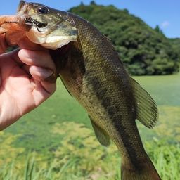 ブラックバス