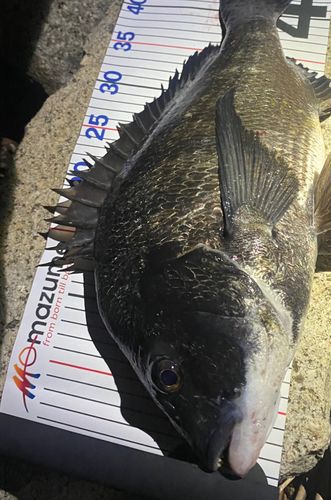 チヌの釣果