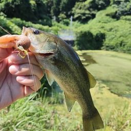ブラックバス