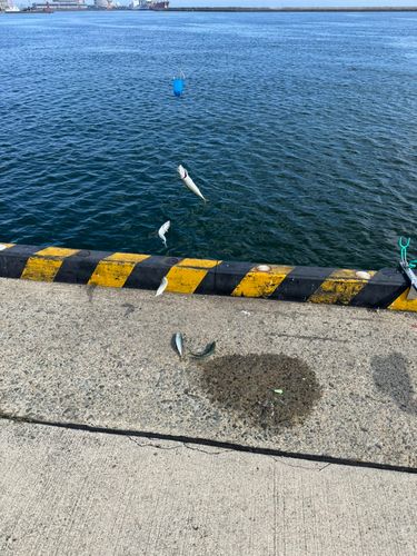 サバの釣果