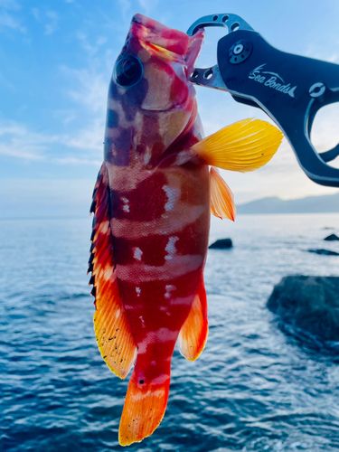 ショゴの釣果