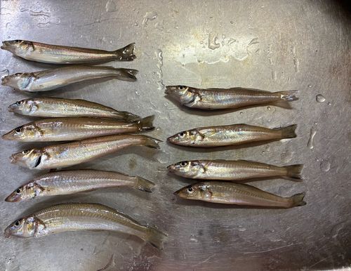 キスの釣果
