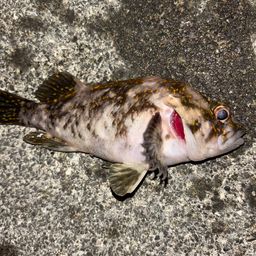 オウゴンムラソイ