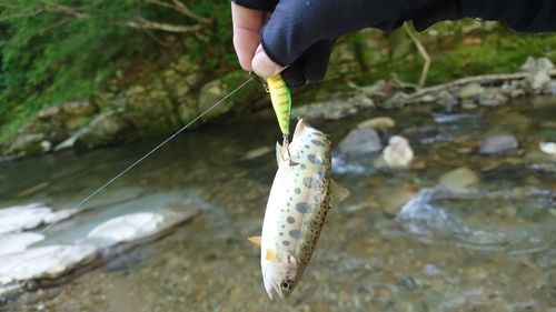 ヤマメの釣果