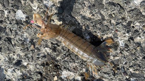 シャコエビの釣果
