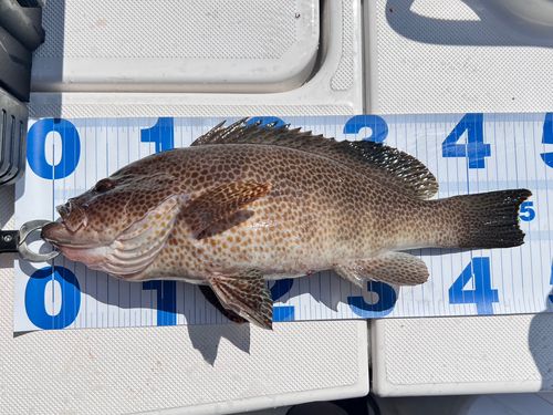 オオモンハタの釣果