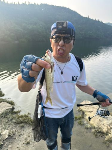 ハスの釣果