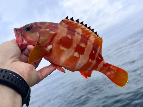 アカハタの釣果