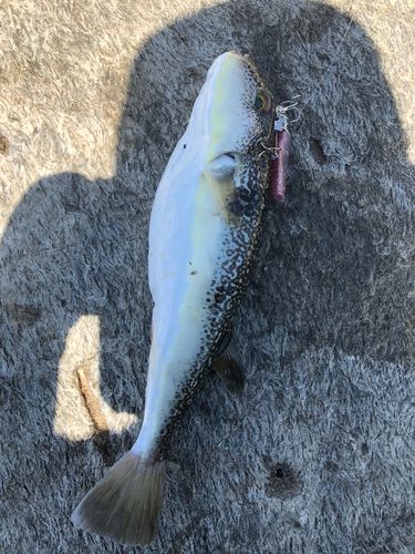 フグの釣果