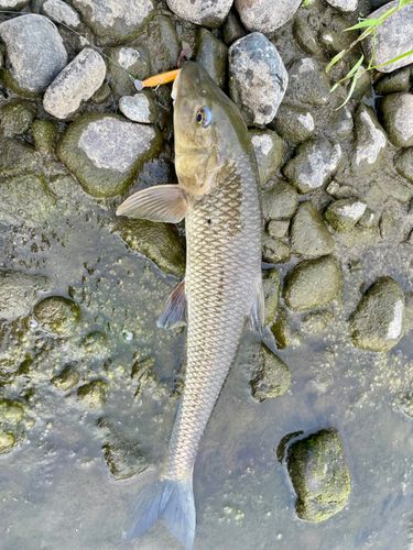 ニゴイの釣果