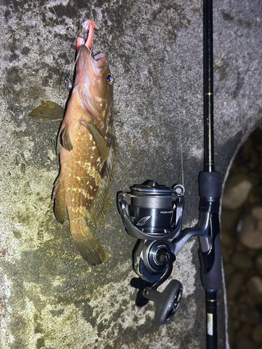 キジハタの釣果