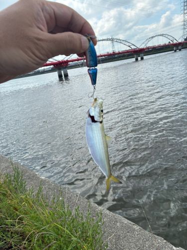釣果