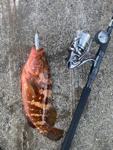 サゴシの釣果