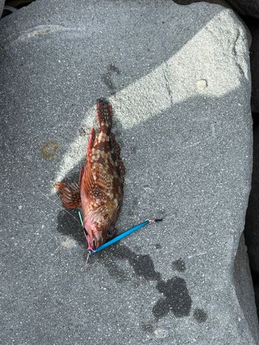 オオモンハタの釣果
