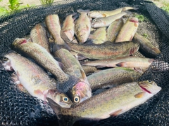 ニジマスの釣果
