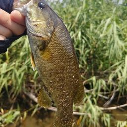 スモールマウスバス