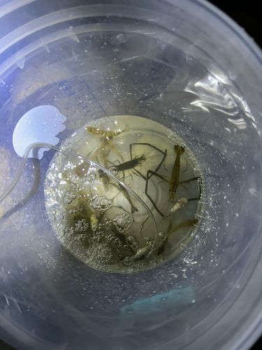 テナガエビの釣果