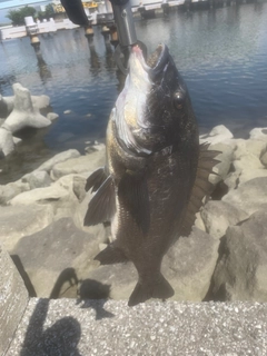 クロダイの釣果