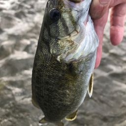 スモールマウスバス