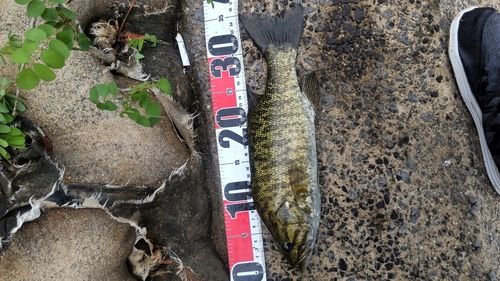 スモールマウスバスの釣果