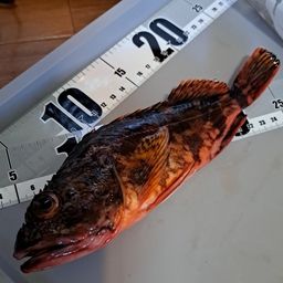 カサゴ