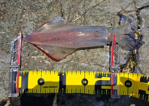 アカイカの釣果