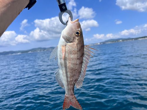 フエフキダイの釣果