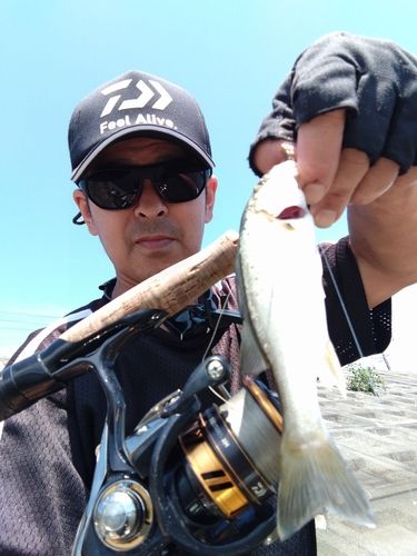 セイゴ（タイリクスズキ）の釣果