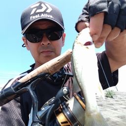 セイゴ（タイリクスズキ）