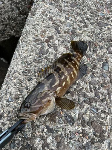 クエの釣果