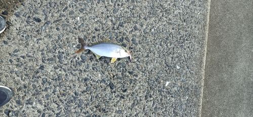 ネリゴの釣果