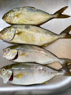 ネリゴの釣果