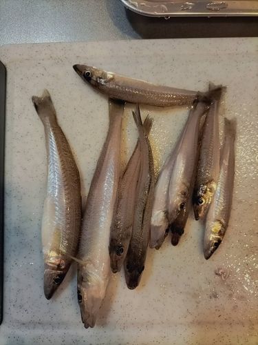 シロギスの釣果