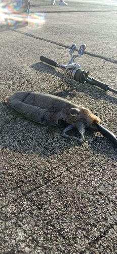 コウイカの釣果