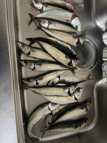 サバの釣果