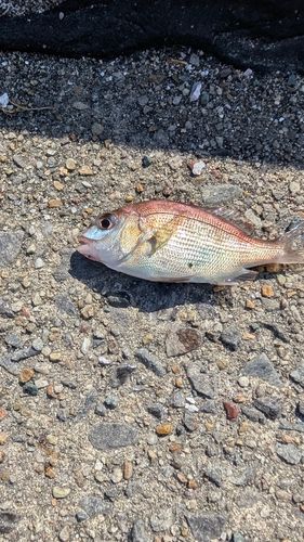 チャリコの釣果