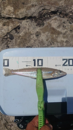 シロギスの釣果