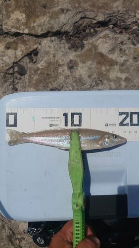 シロギスの釣果