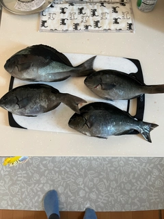 メジナの釣果