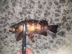 メバルの釣果