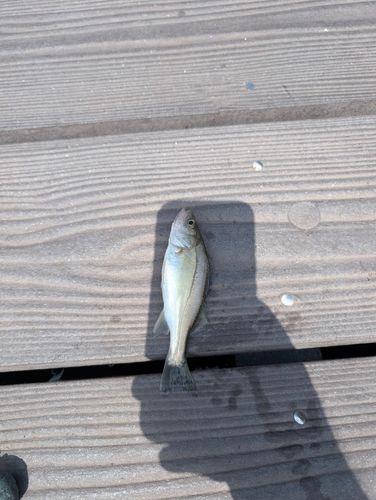 セイゴ（マルスズキ）の釣果