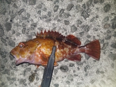 カサゴの釣果