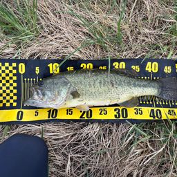 ラージマウスバス