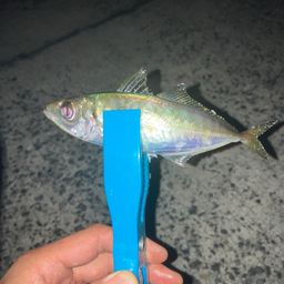 マアジ