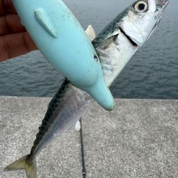 サバ