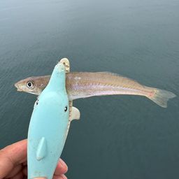 シロギス