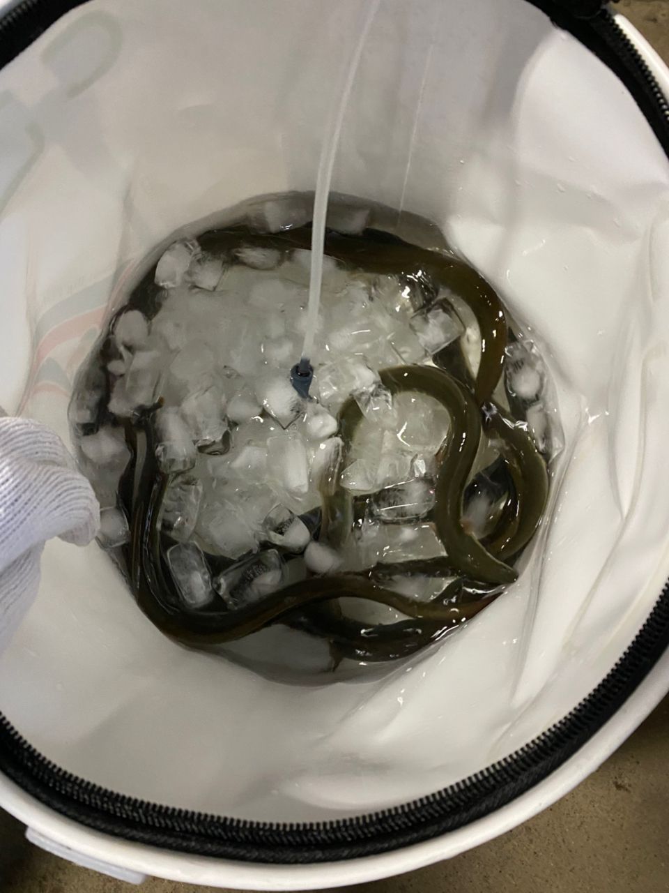 ウナギ