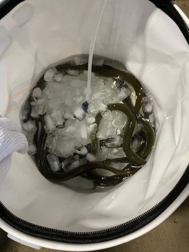 ウナギの釣果