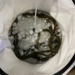 ウナギ