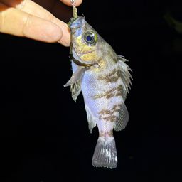 メバル